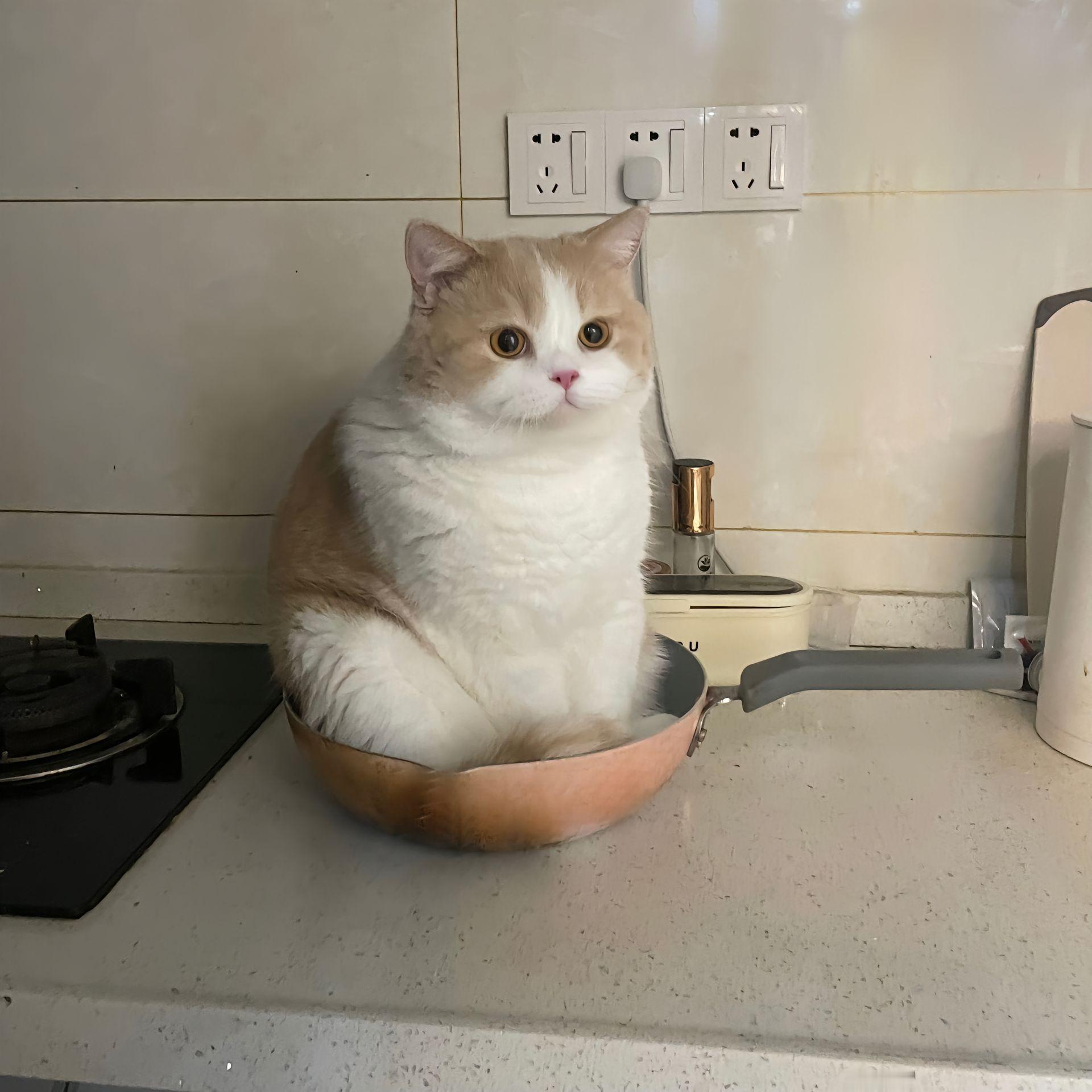 猫之大，铁锅炖不下cr：dy/小猪咪蹦子