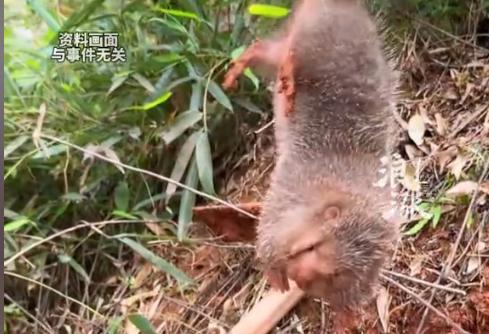 “悲剧还是发生了！”近日，浙江杭州，一男子觉得野生竹鼠肉质鲜美还可以滋补强身，于
