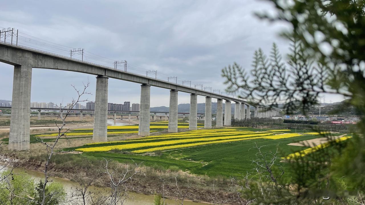 在陕西彬州，发现了一处很美的春景！昨天，从陕西彬州城区出发，去断泾村的路上，一