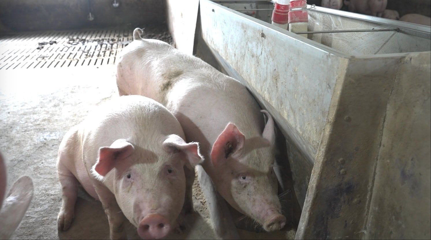 第一财经：当前全国生猪价格跌至4-5元/斤，成本高达7.5元/斤，养殖户每头猪亏