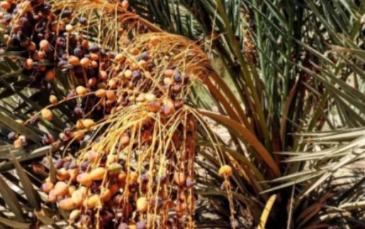 埃及人把椰枣树种在沙漠里挡风沙，每年光靠出口就能换回五亿美元。 到了2019