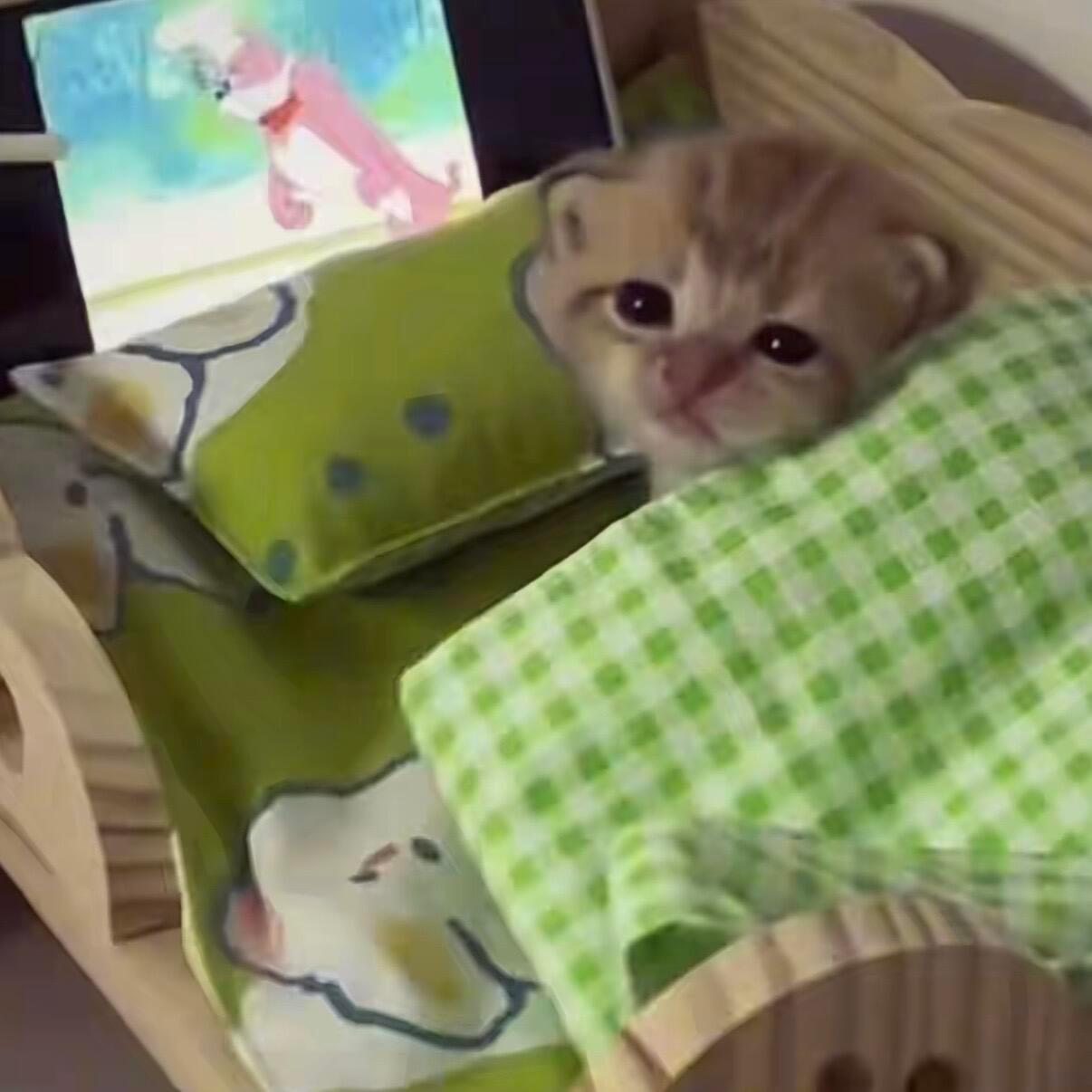 困困小猫