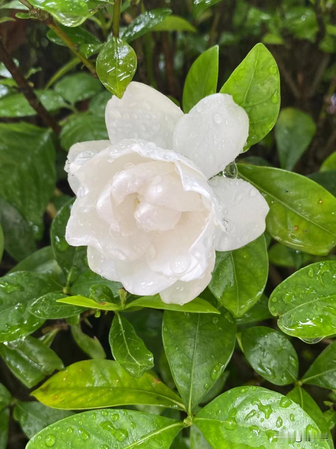 雨后的栀子，被雨浇得透亮，像浸在玉露里的雪。绿的叶、白的花，连水珠都透着