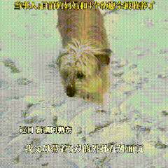 新疆，一家人前往野外踏雪。一只母狗叼着一只黑色狗仔，放到了这家人面前。家里的男孩