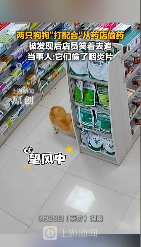 “狗子成精了？”近日，湖南，一家药店内，店员正在里面忙碌，两只狗狗从外面溜了进来