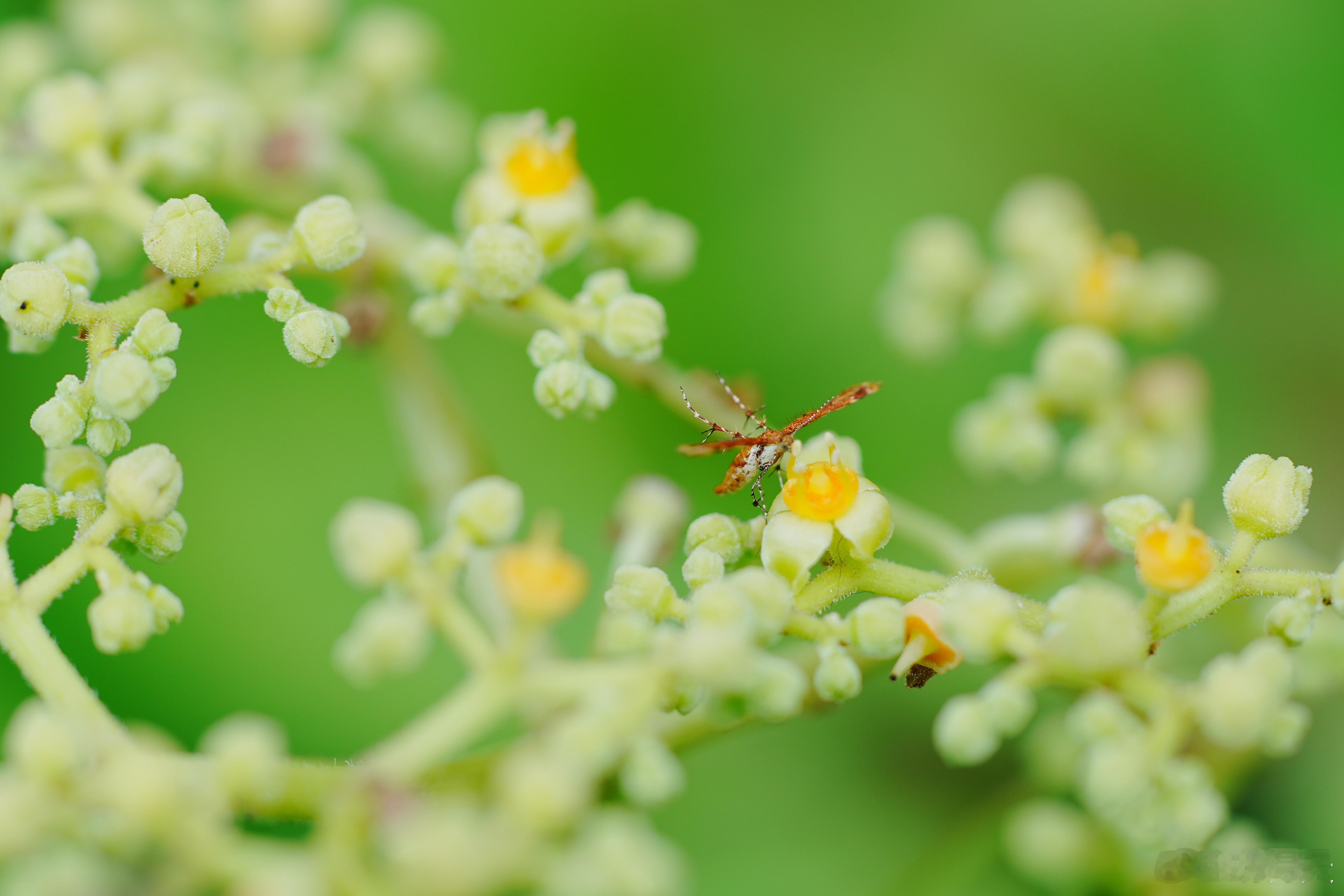 虫子放大了看可能是怪兽啊，这是什么？蚊子？不像呀！！！蜗的摄影日记昆虫​​​