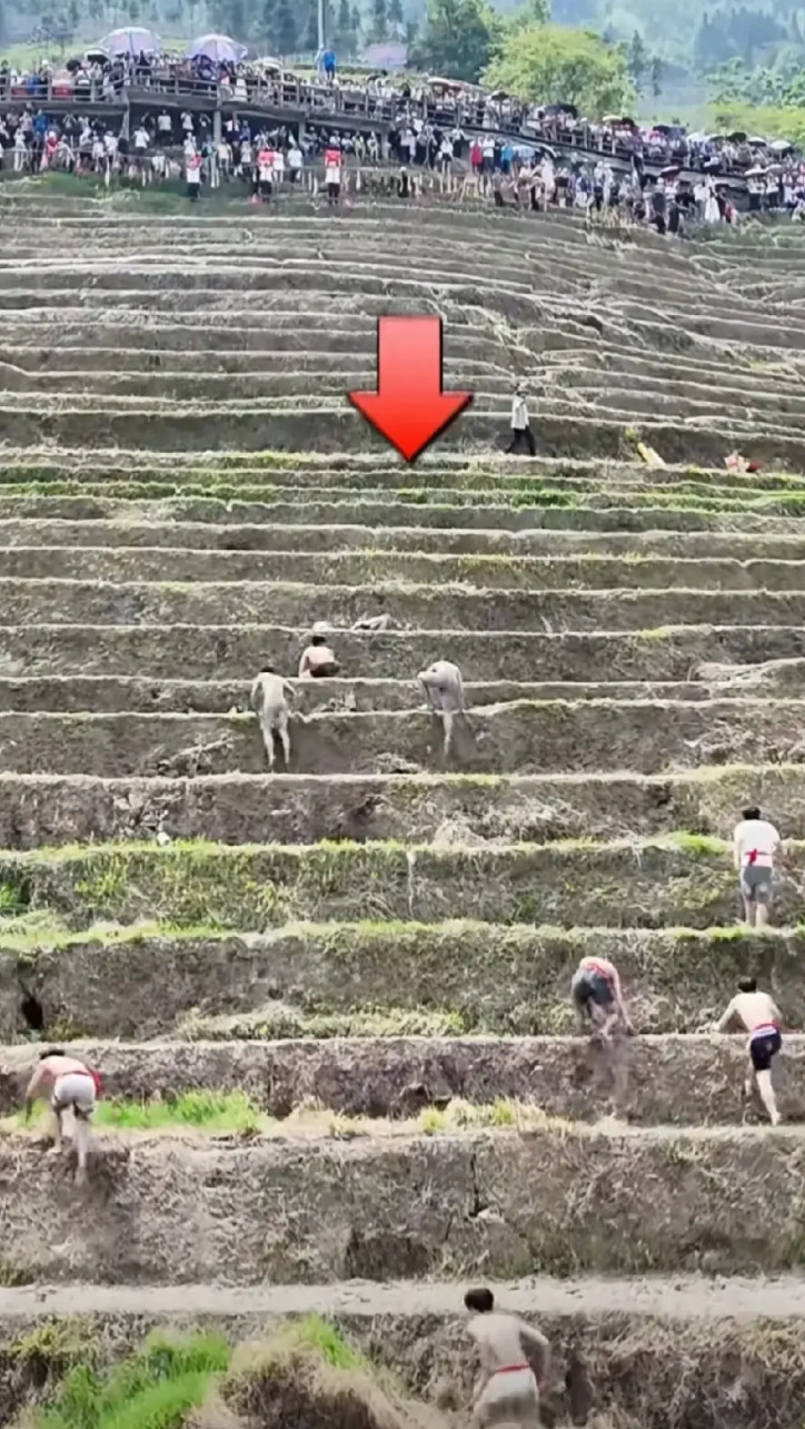 桂林龙脊梯田攀爬比赛作弊，三人提前埋伏在半坡，结果两人获得冠亚。为了几百块钱都