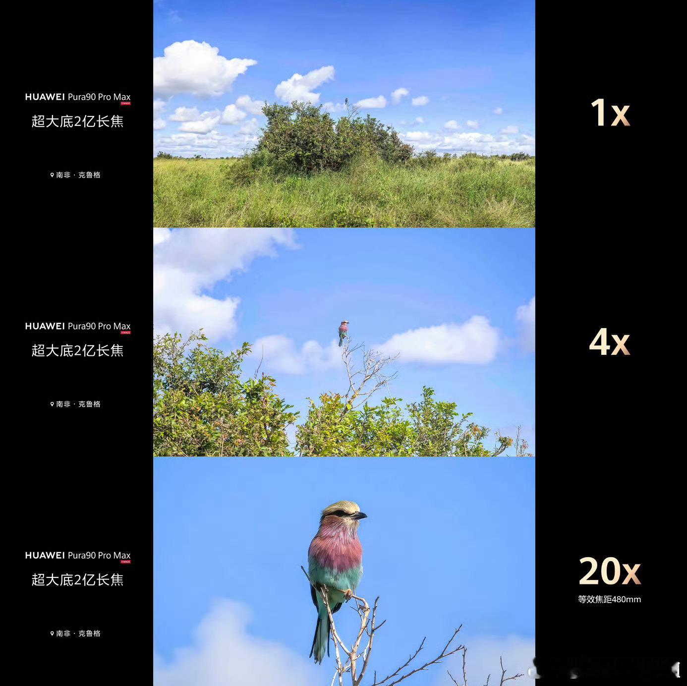 余承东称Pura90是拍鸟神器2亿长焦+超聚光棱镜，放大20倍都不糊，拍鸟太爽