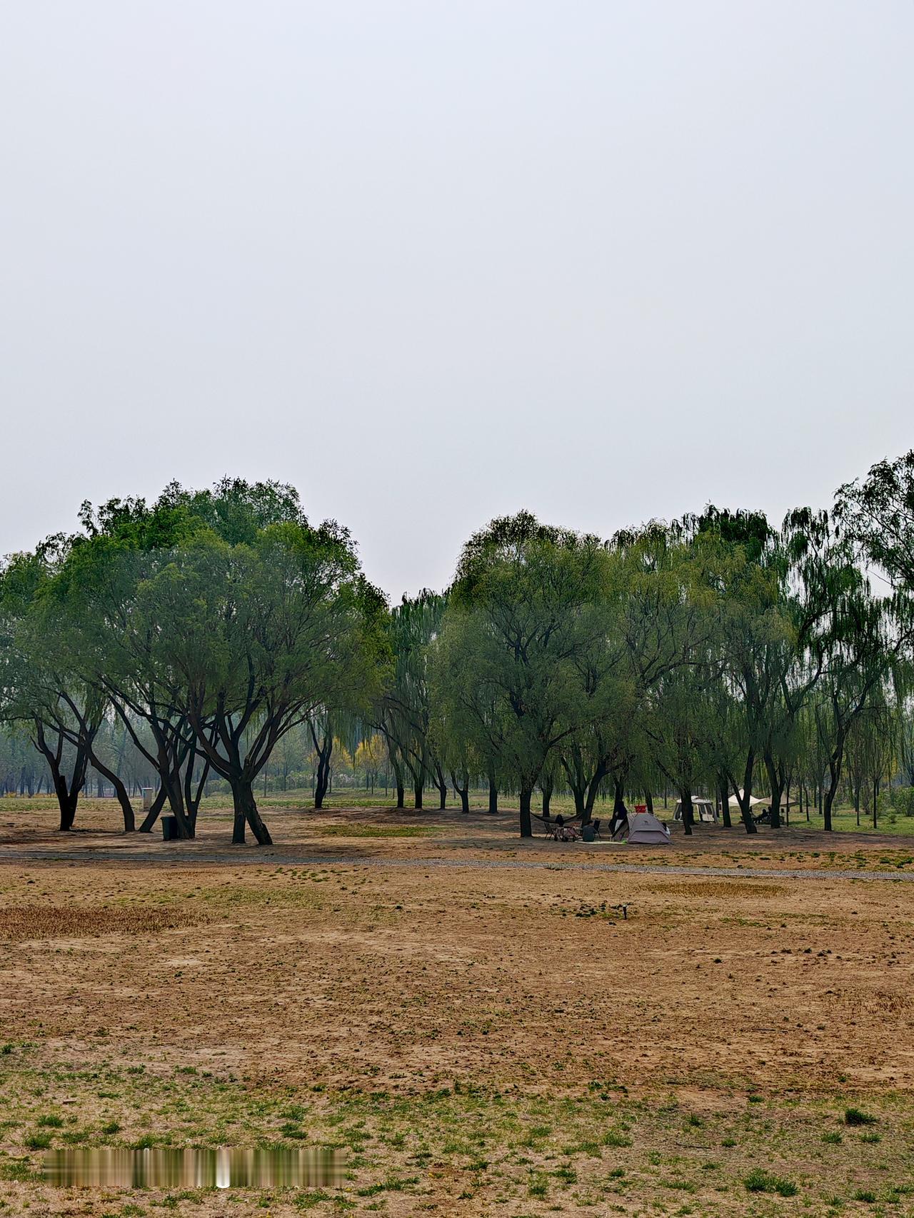 城市绿心森林公园简直是城市里的宝藏之地，风景那叫一个独好！一进公园，大片的绿色