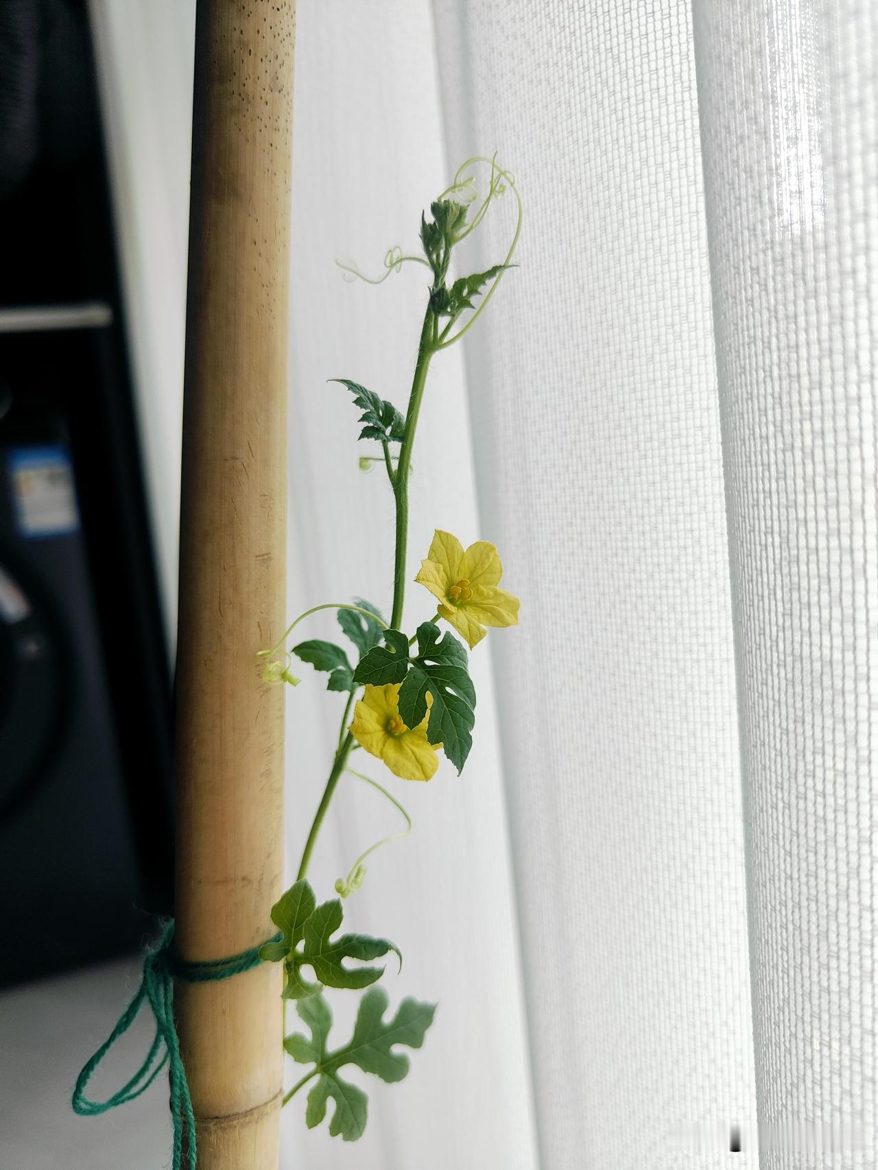 老铁在阳台种的绿植开花了，两朵鹅黄鹅黄的小花，虽这么小，但也很喜人。今日花开，来