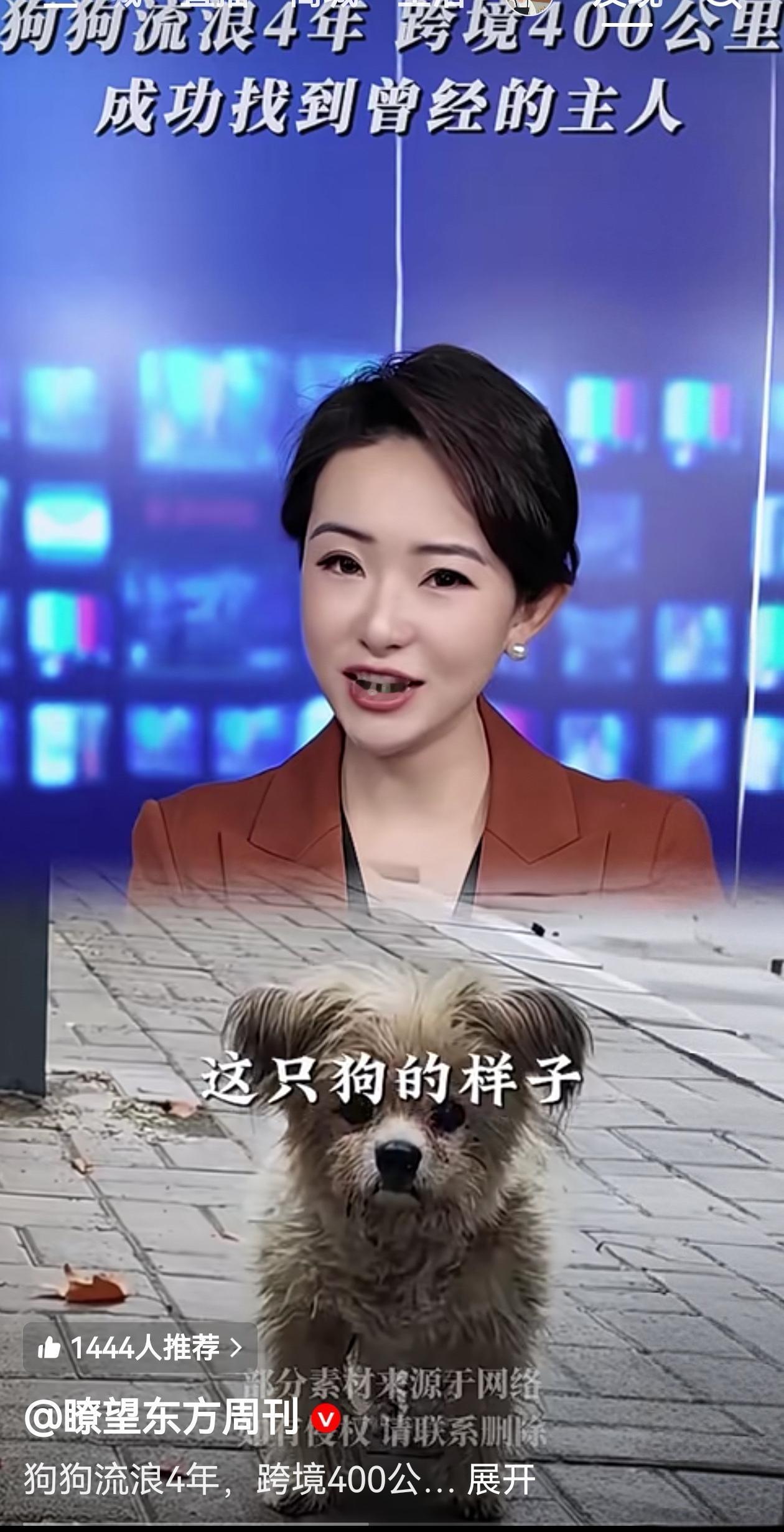 看哭了！狗狗流浪4年跨境400公里寻主，网友为何集体破防？谁见过比狗更执着的