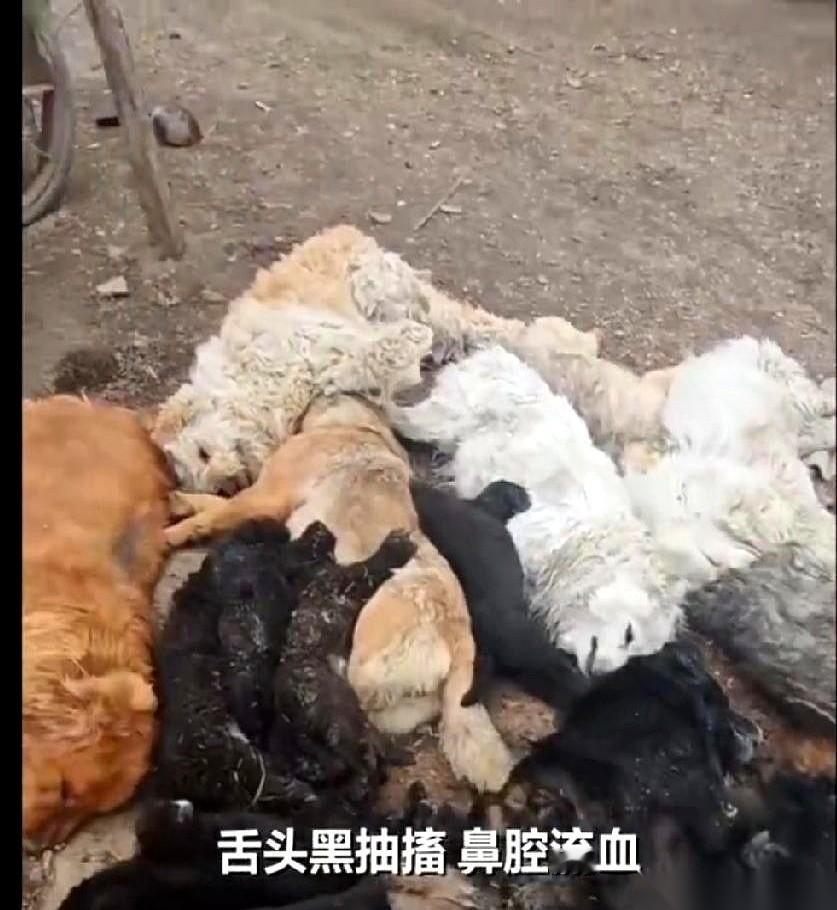 黑龙江双鸭山一家宠物馆，老板徐女士推开门，准备喂狗。往日里摇着尾巴扑上来的身影