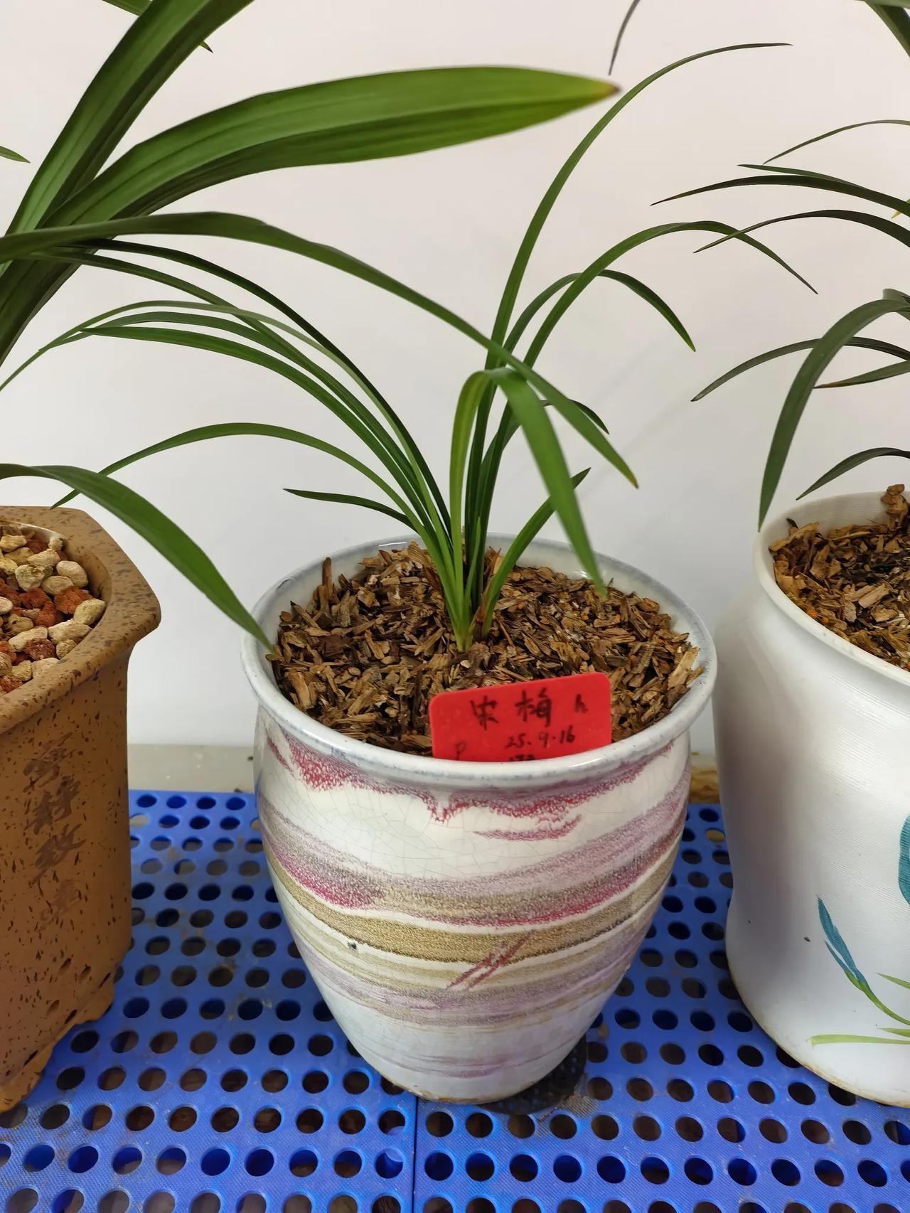 春兰宋梅，经典老种值得好好养。玩兰花，绕不开春兰宋梅，作为春兰四大名品之首，流