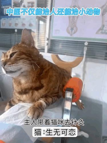 猫咪:根本不敢动！[笑着哭]