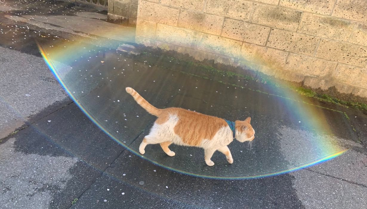 一只开启护盾的猫​​​