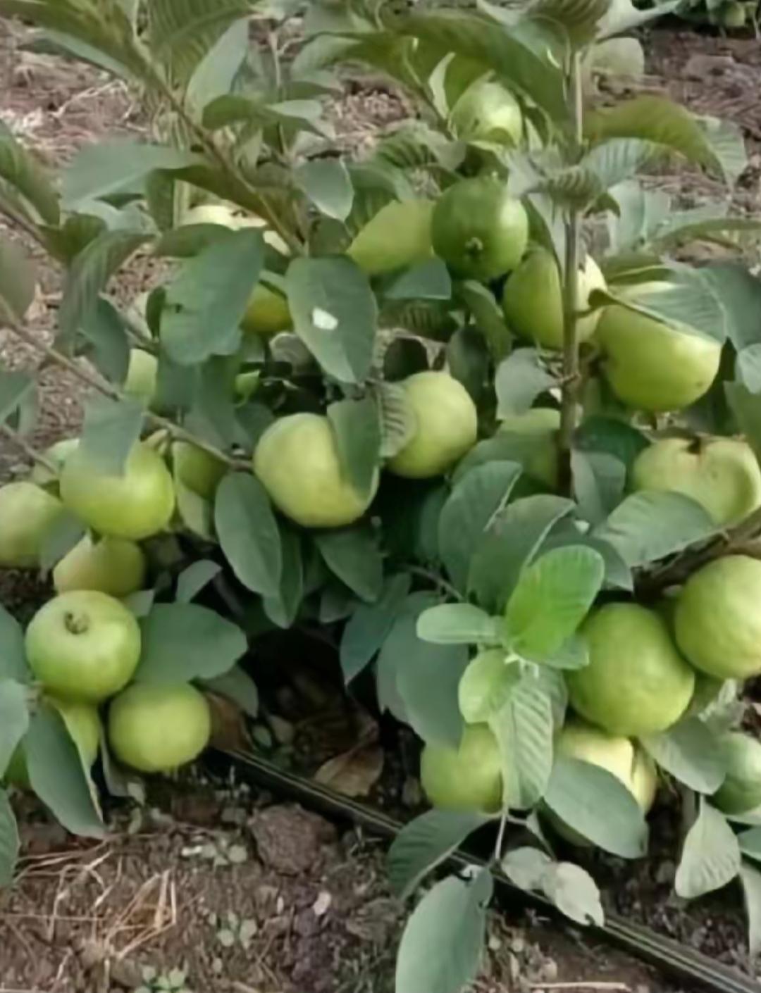 一树绿苹果，长得真不错！这是苹果🍎还是石榴？有认识的吗？平安喜乐苹果树
