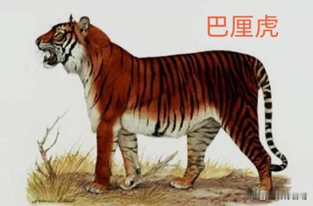 不要再以“人类”的名义让我们背锅了，这些灭绝物种与中国毫无无关一谈起近代野