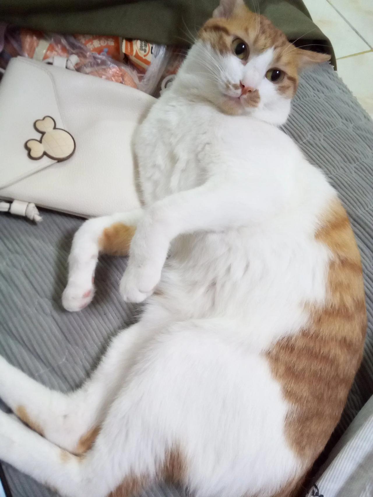 家人们谁懂啊！看到猫咪躲在瓦罐里露出小爪子，心都要被萌化了。那小小的爪子肉嘟嘟的