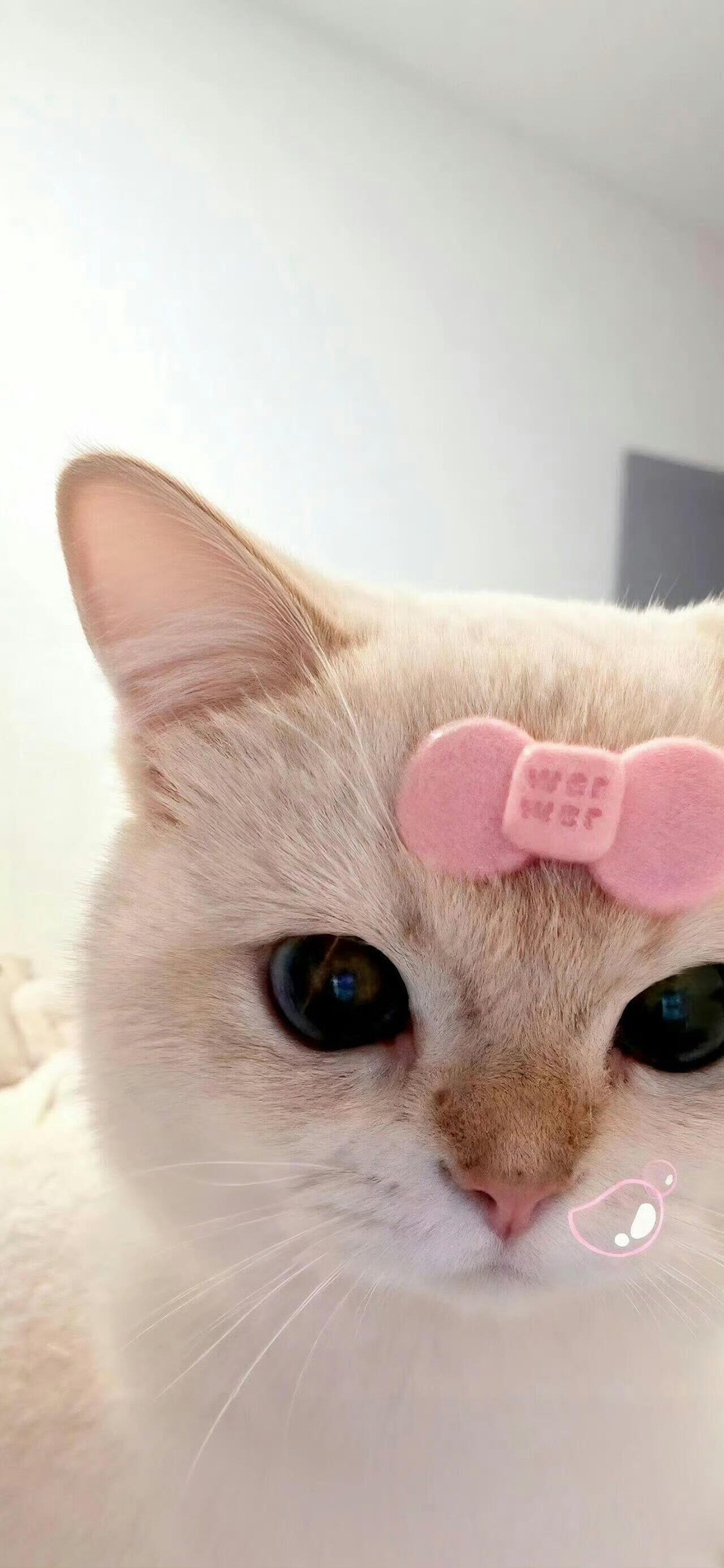 壁纸可爱的小猫咪和小狗壁纸
