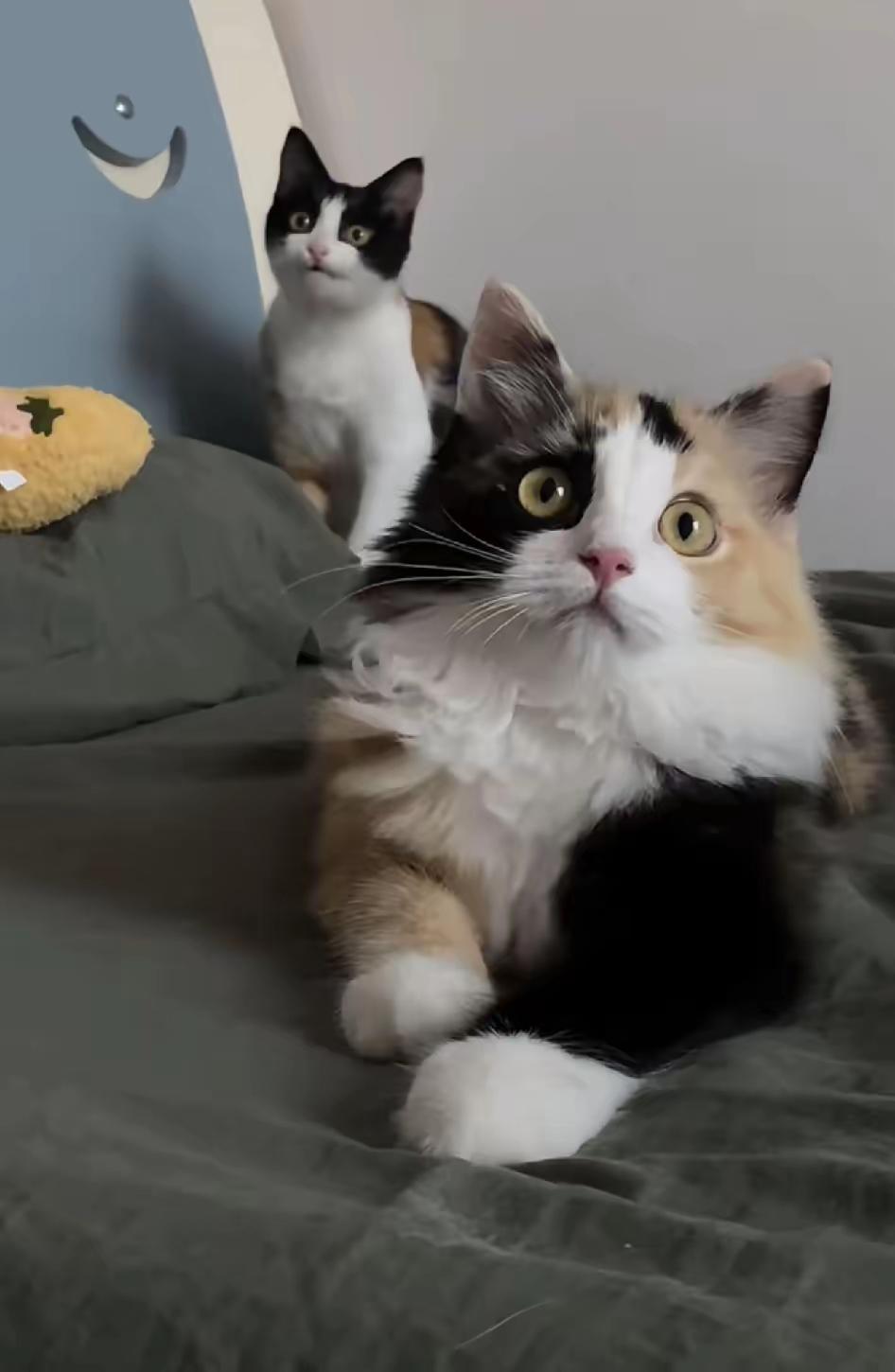 第一次看见杂的这么狠的猫咪[捂脸哭]