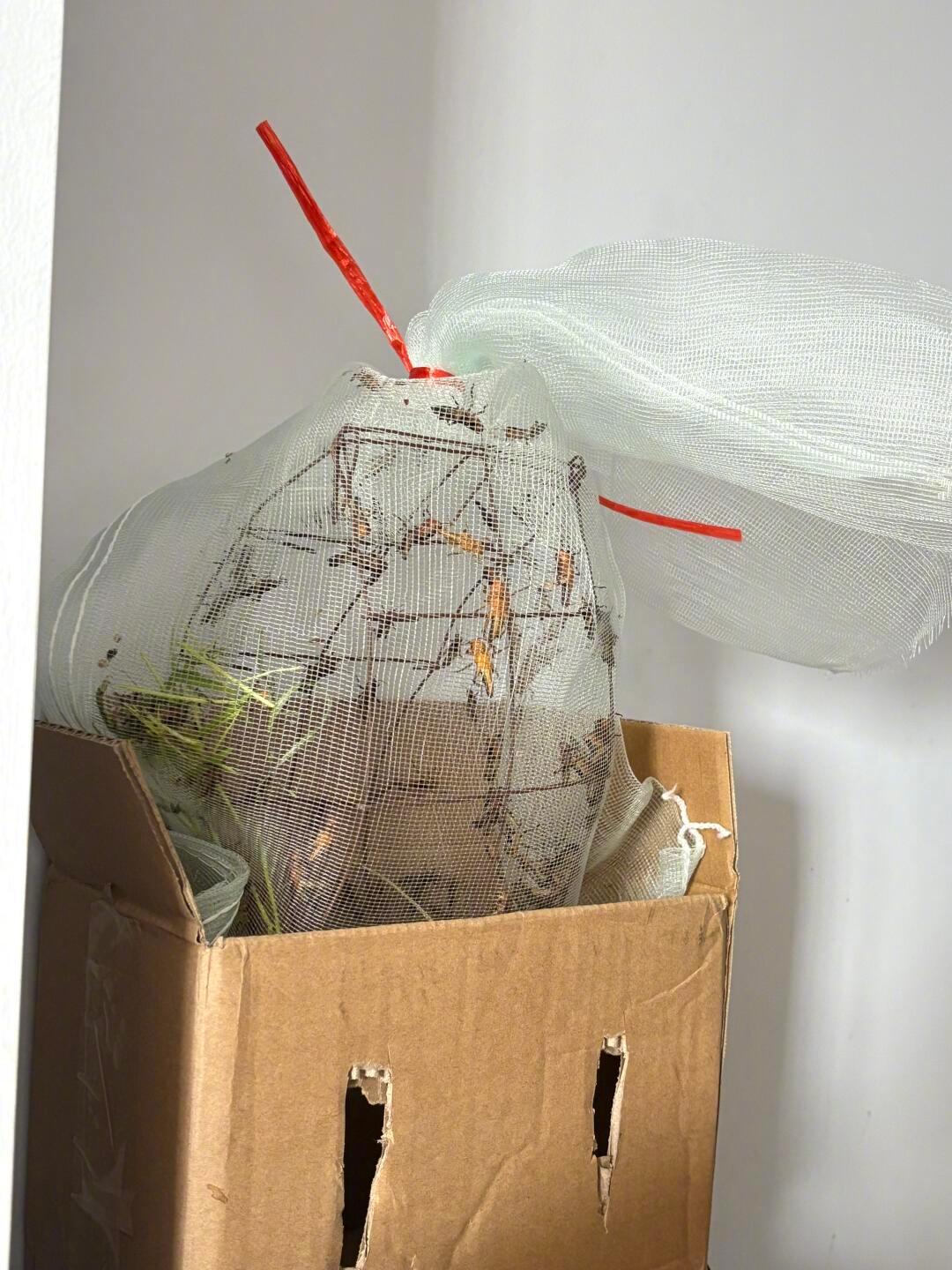 人溺爱猫怎么能到这种程度​​​