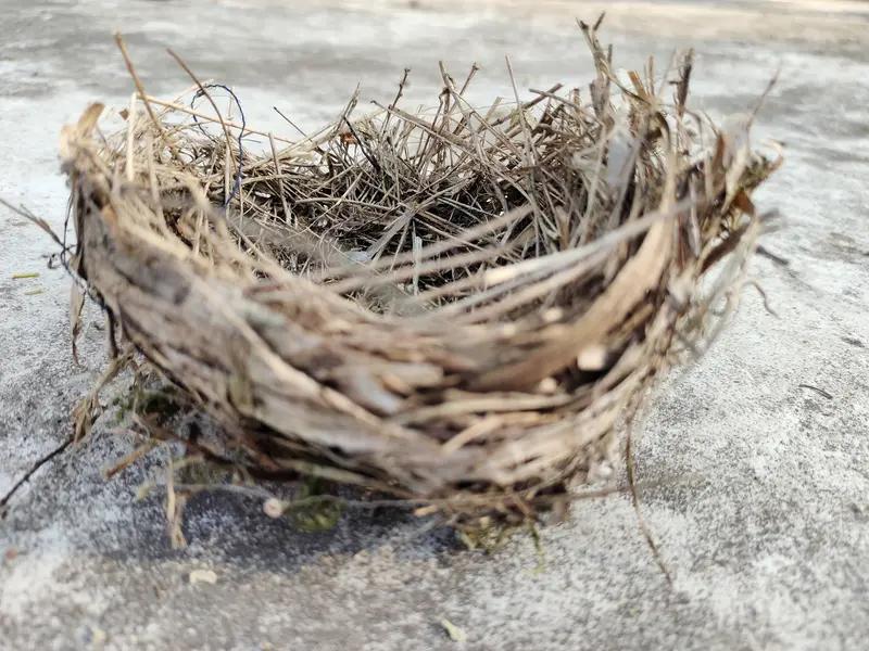 鸟累了能睡鸟窝，可下雨时它在哪躲雨呢？其实鸟窝主要是繁殖用的，卵和雏鸟在里面能