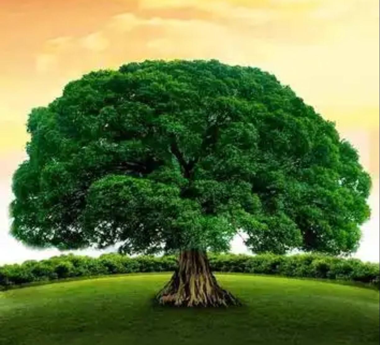 有人问我：你的偶像是谁？我：第一排偶像是天和地，第二排偶像是老子和庄子，第三排