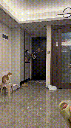 ⚠️看完背后一凉！家里有猫的，千万不要直接留它独自在家！谁能想到，看似软萌