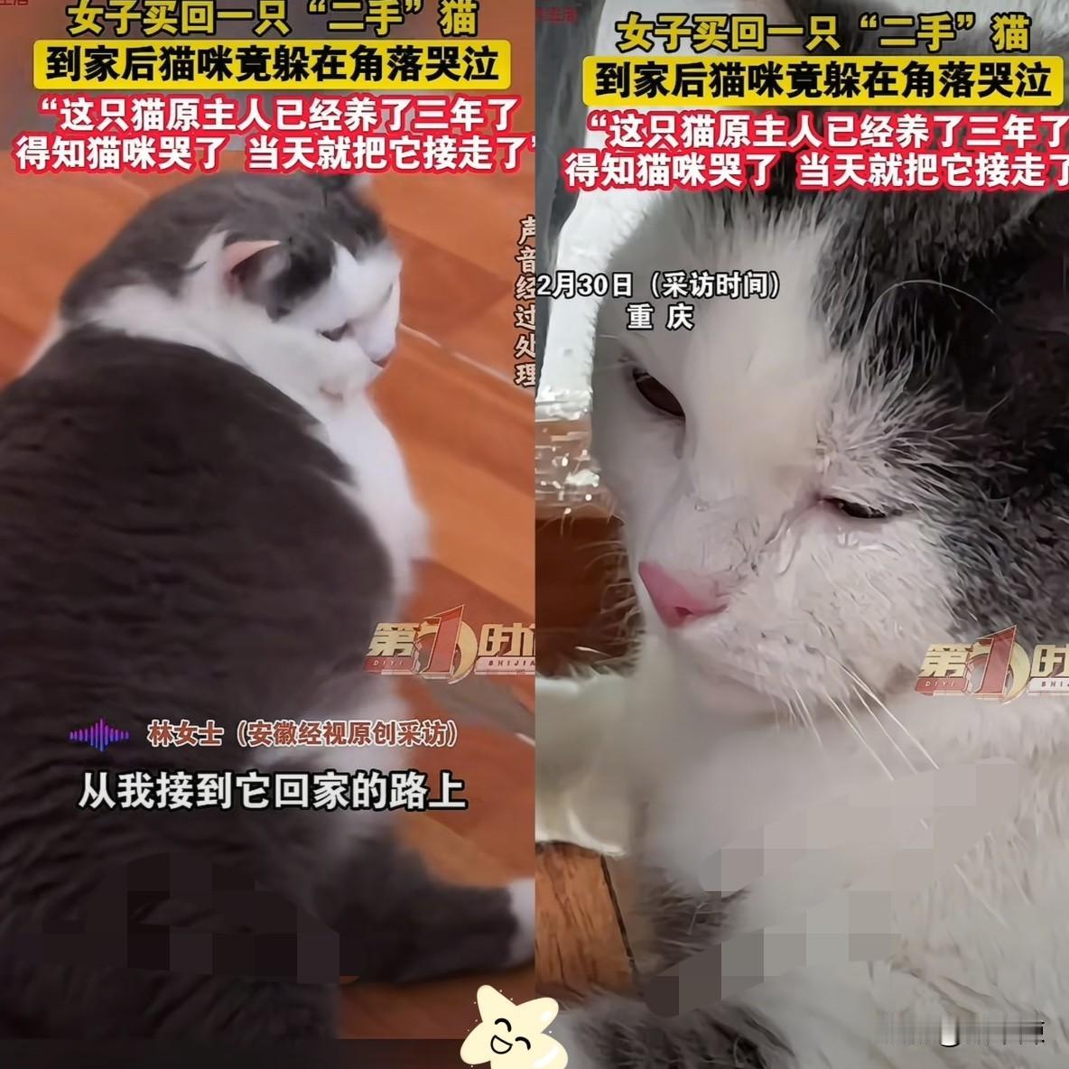 解释不清了！重庆一女子买了一只猫，但是抱回家后，不吵不闹缩在角落，眼眶泛红的模样