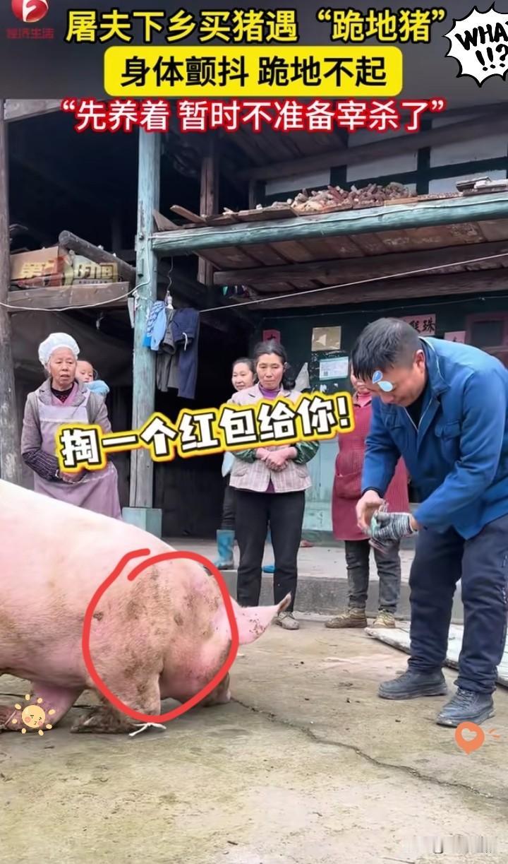 万万没想到！贵州老李杀年猪，柴火沸水都备妥，大肥猪竟扑通一声双膝跪地，瞬间让满院