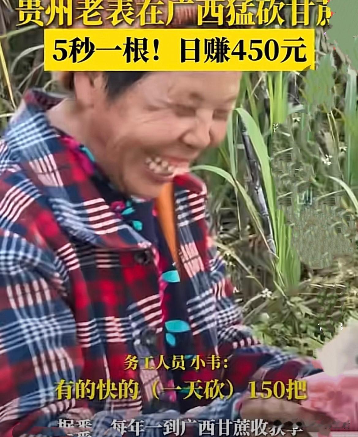 广西砍甘蔗日赚450？贵州老表5秒一根，真相到底咋回事？广西甘蔗收割季太热闹