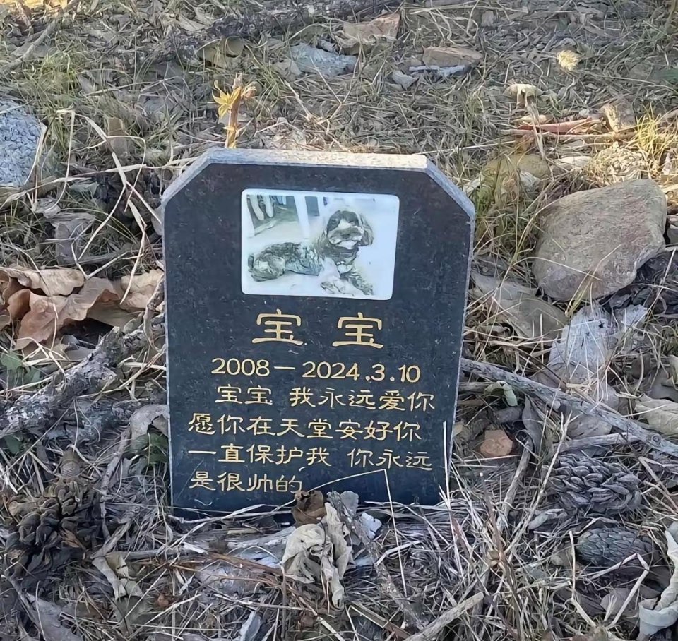 现在对宠物都这样了吗？