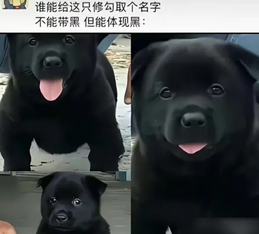 给狗子取个名字，不能带黑却能体现黑