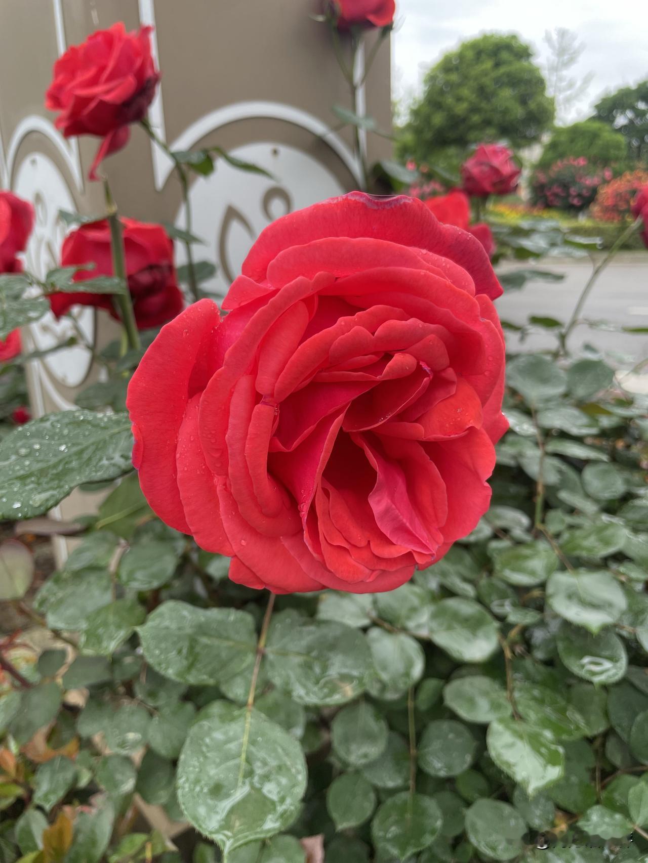 又到了月季花盛开的季节，赶快拍起来。