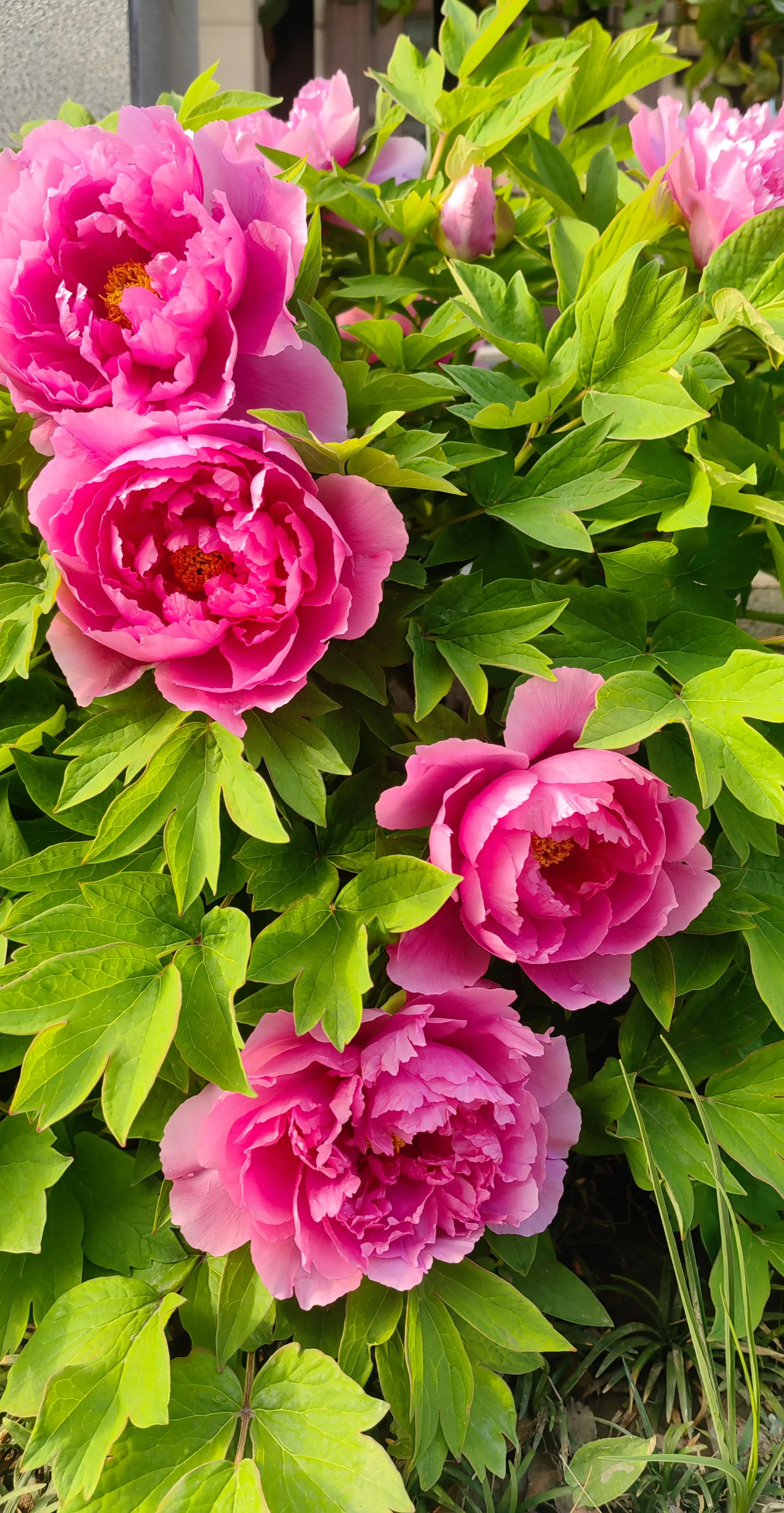 邻家牡丹花正开