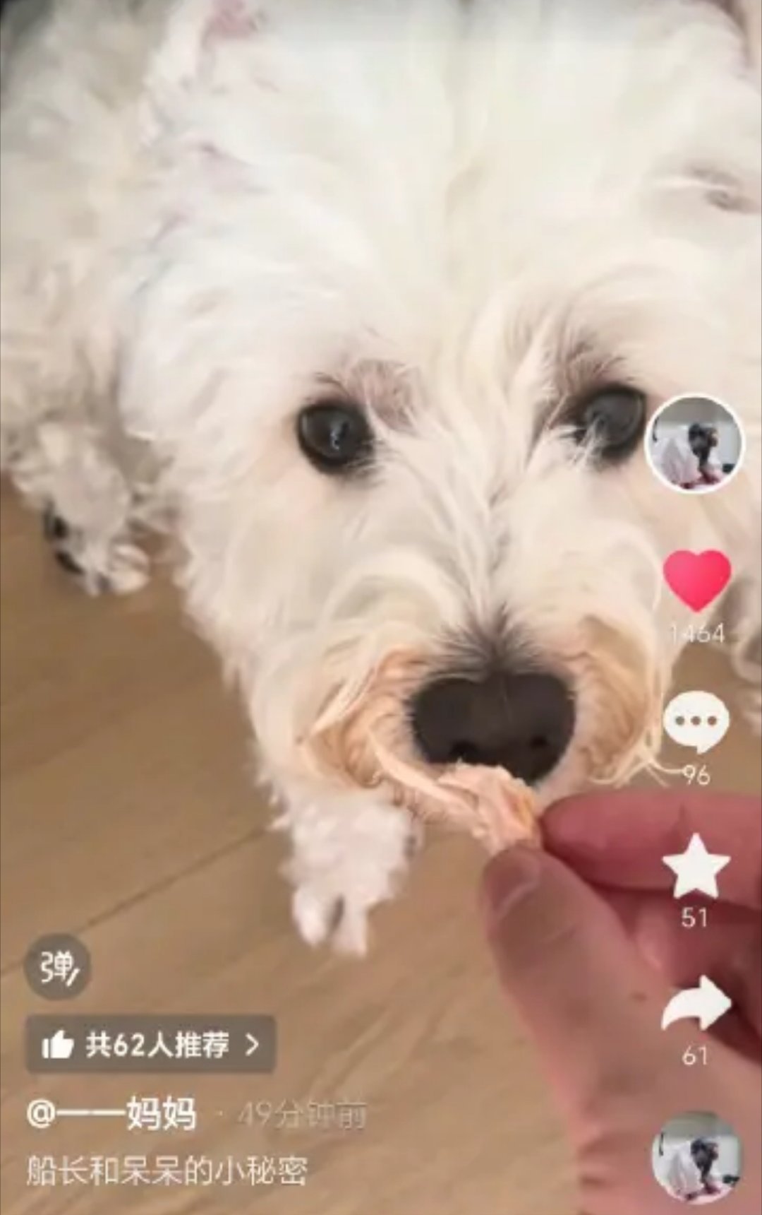 全世界正数第一爱呆子的是船长难怪变成大胖狗
