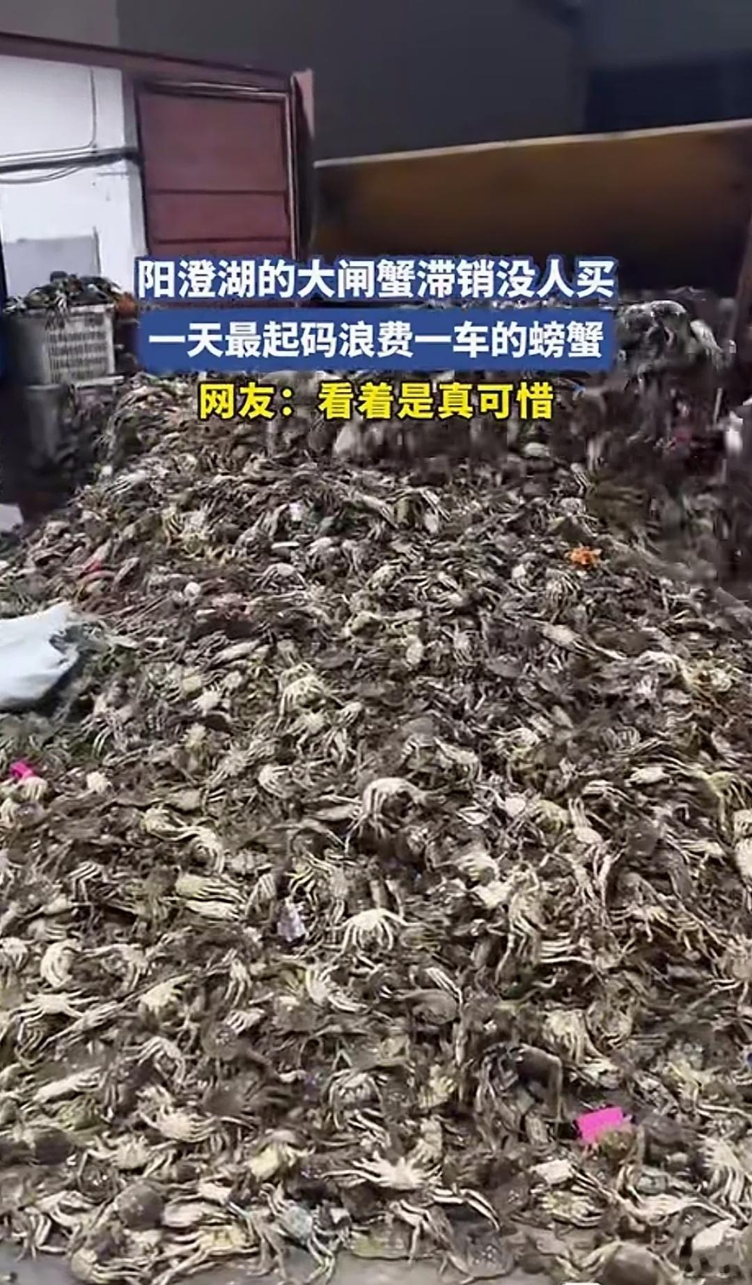 这么多大闸蟹说倒掉就倒掉，着实令人惋惜。要是不扣价，把价格降到大众愿意消费的水平