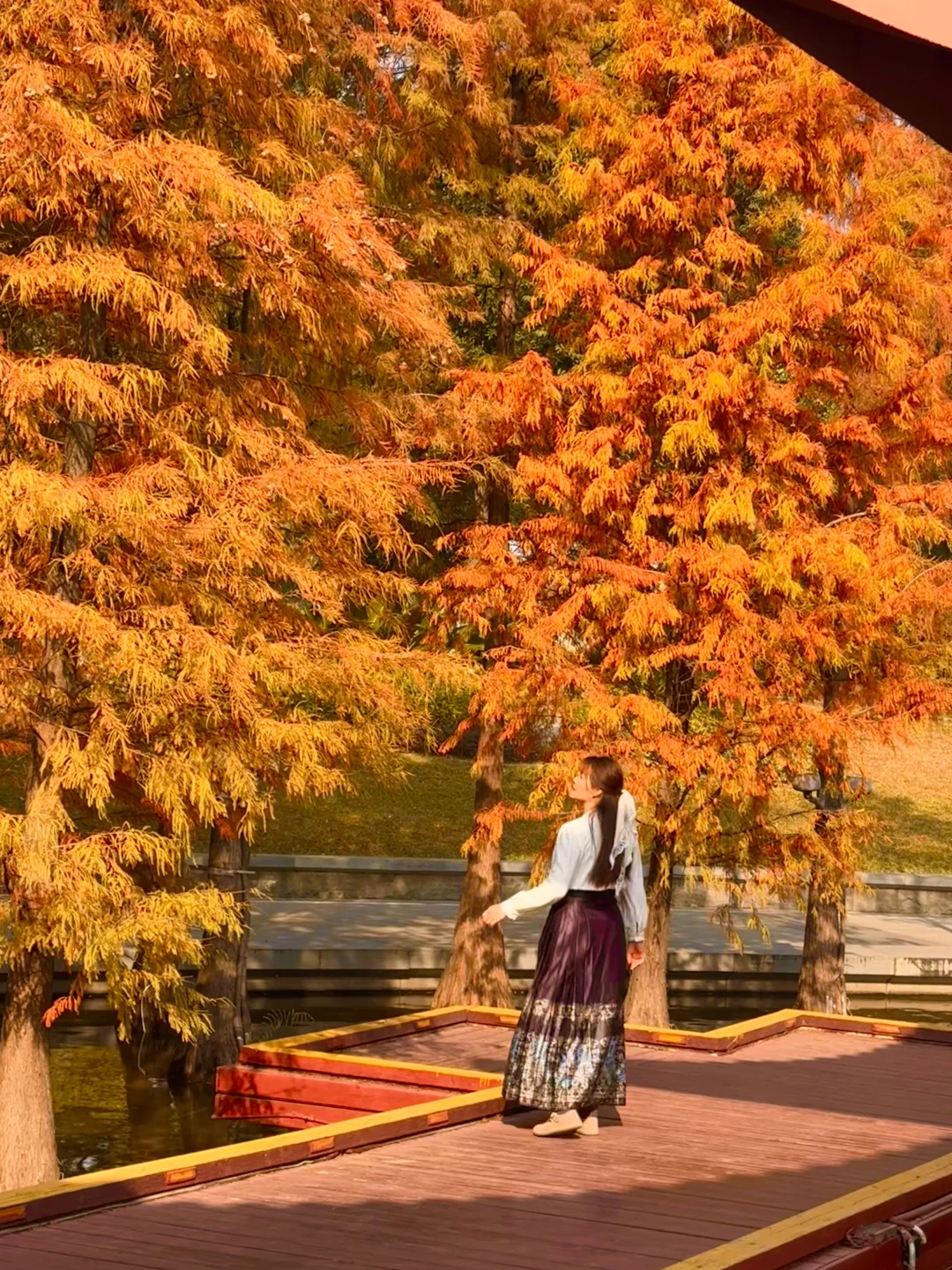 接下来佛山千灯湖的落羽杉该有多美！！