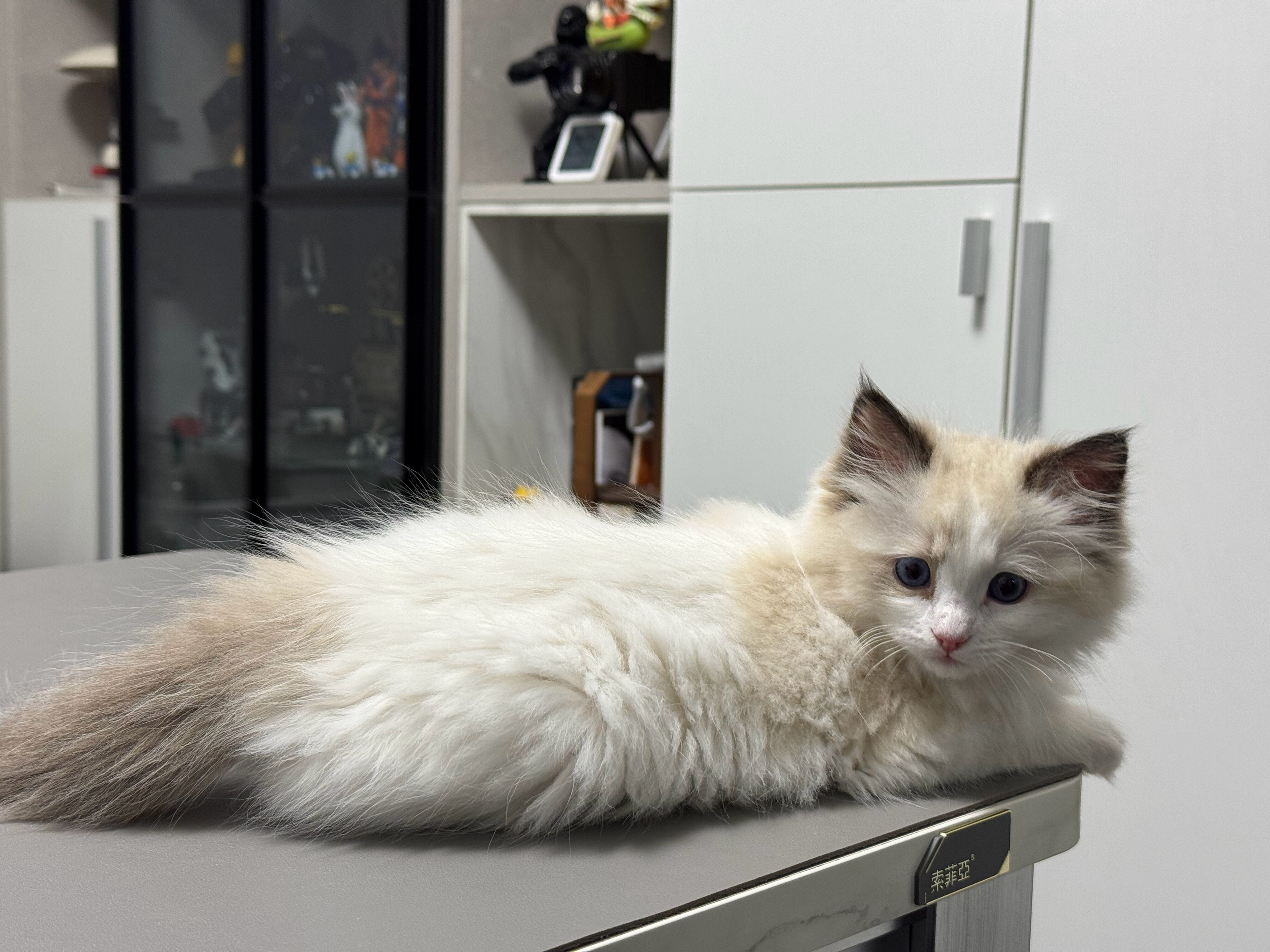 猫猫很喜欢躺在电脑桌上陪我，像初恋一样…[doge]​​​