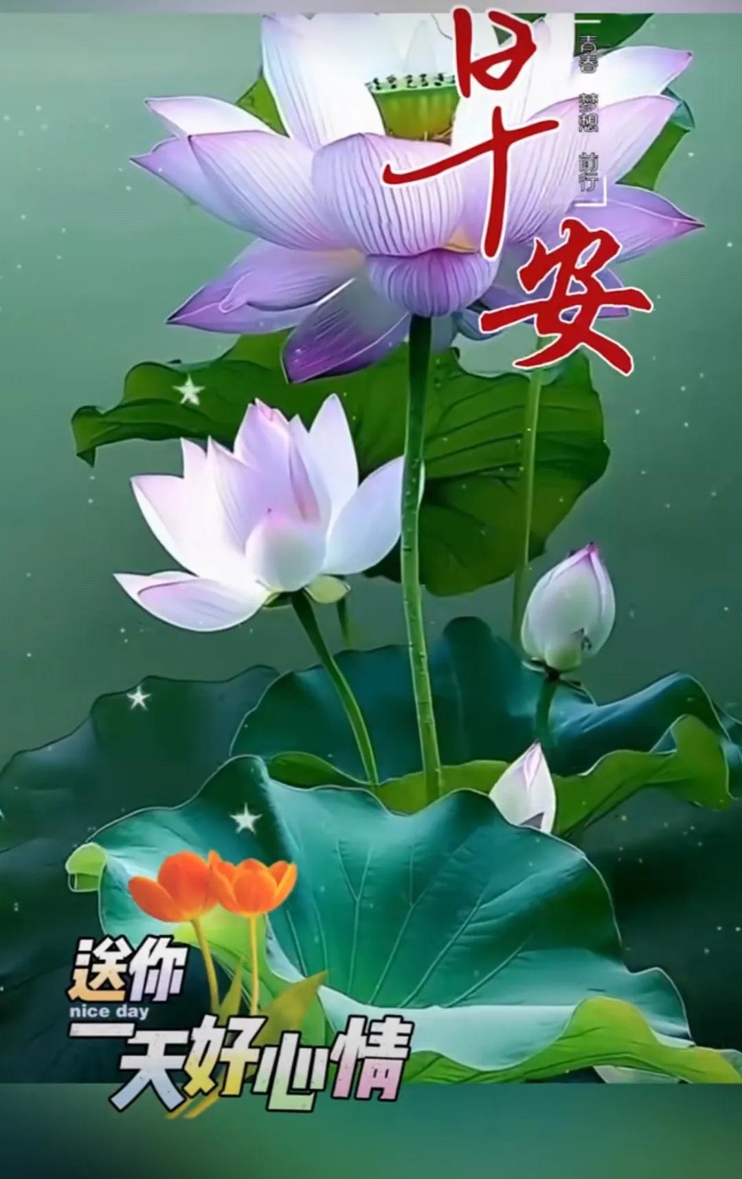 三伏靜心渡，盛夏安然過；心靜自然涼，寬容人平安；知足才快樂，善良走好運；吉
