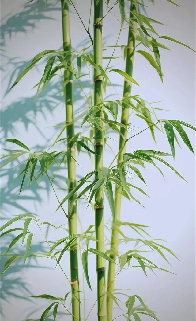 为何美国禁止种竹子，中国反而大量种植？开玩笑的说，因为美国没大熊猫，不需要竹子，