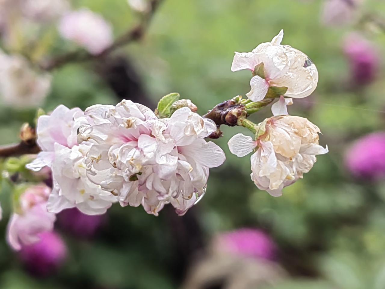小区里，有个女人死了丈夫。起初，她哭得肝肠寸断，直叹自己命苦，不到五十岁就成了寡