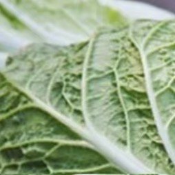 0000白菜种植方法一、选种与选地根据季节选合适品种，如秋冬选耐寒的“北京新