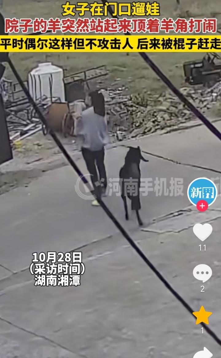 很有灵性!湖南湘潭,女子抱着娃在院子转悠,一只黑羊跟在女子身后,紧接着黑羊试图靠