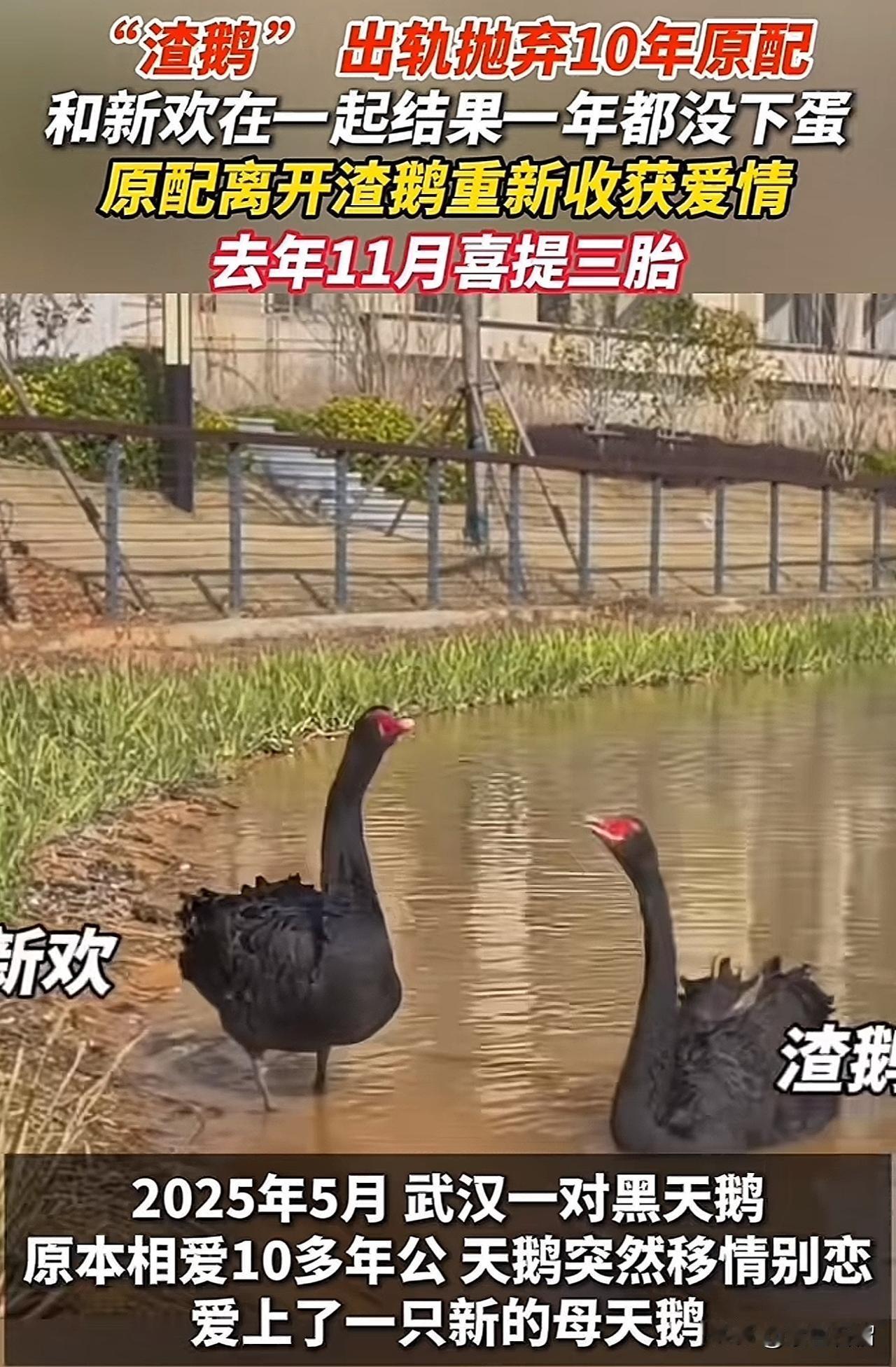 笑死我啦！原来不仅“渣男”会遭天谴，“渣鹅”也不例外！202