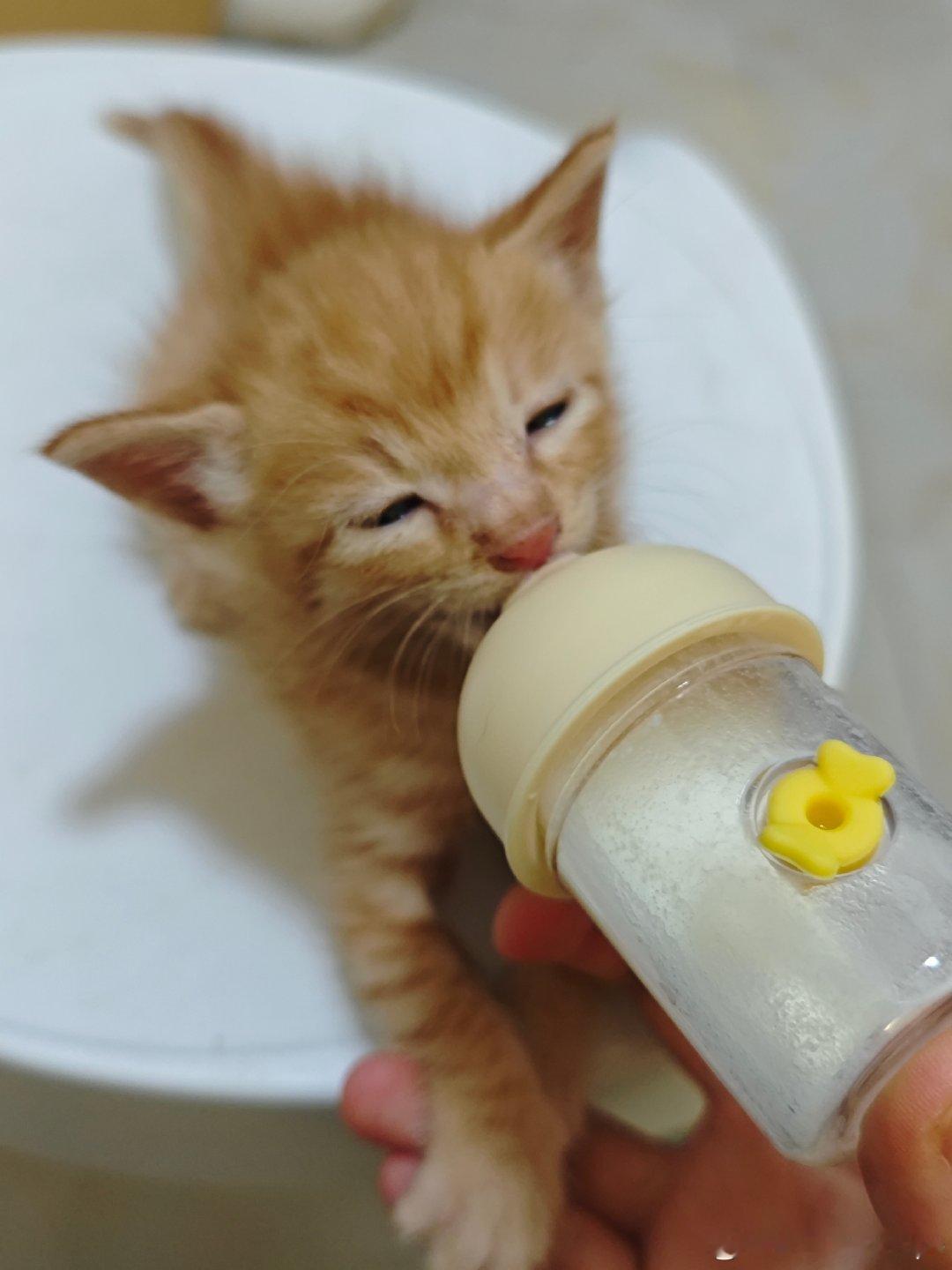 #中秋节#奋进的妹，喝奶的哥。猫生就是饿了就喝，饱了就睡。​