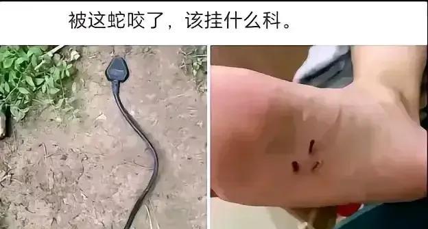 为什么现在的蛇越来越多了？主要是气候变热了，蛇都开始侵犯人类的领域了，就大前年