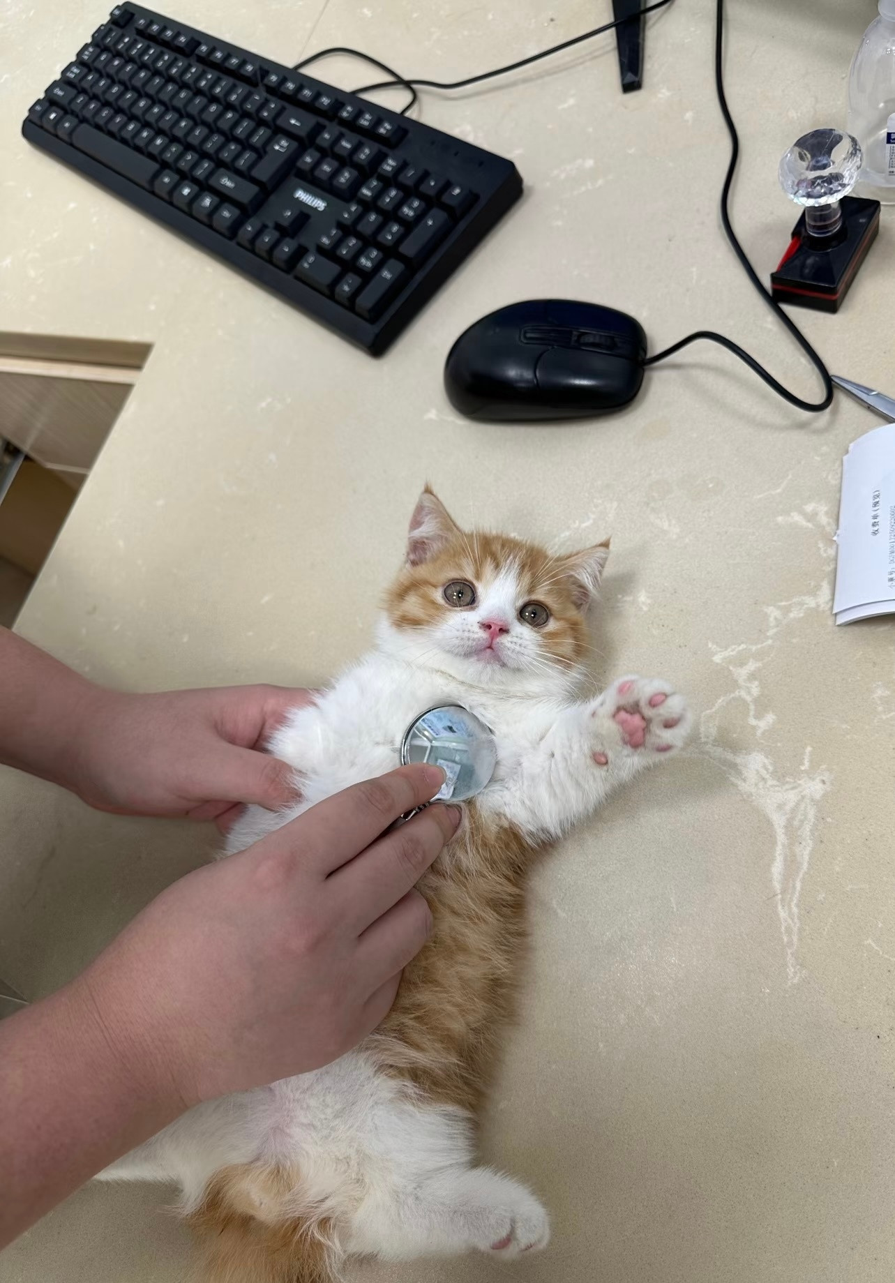 正在做体检的小猫