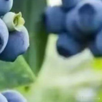 0000蓝莓种植:1.土壤；蓝莓喜欢酸性土壤，pH值应在4.0到5.5之间。可以