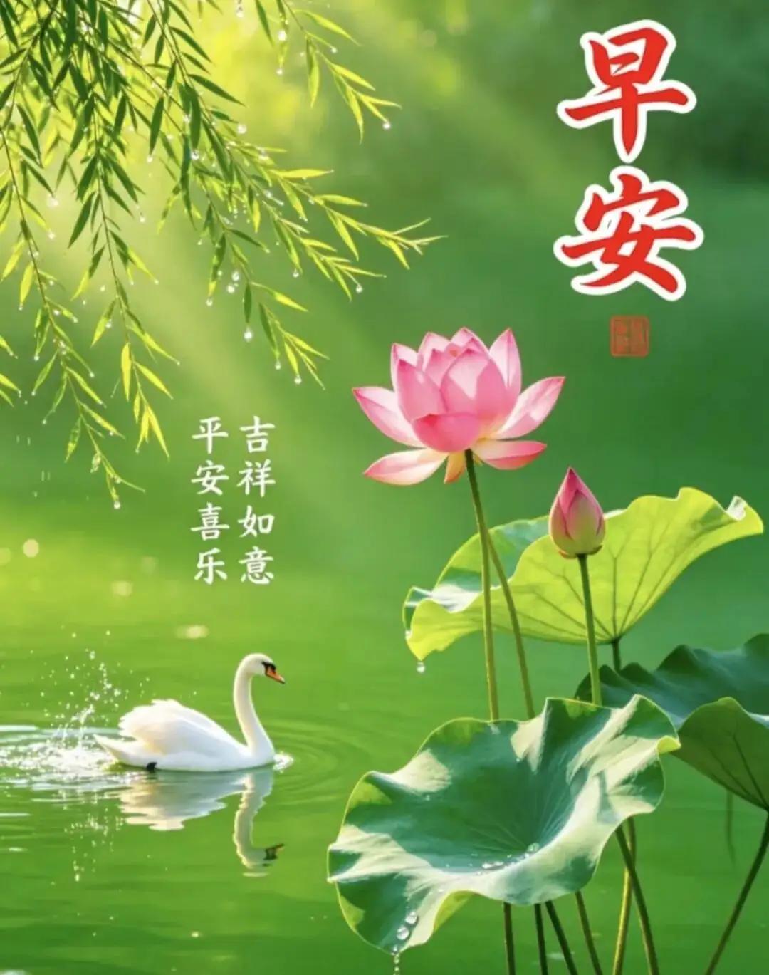 早安吉祥，平安喜乐，愿你如莲花般纯洁美好！🌸🦢